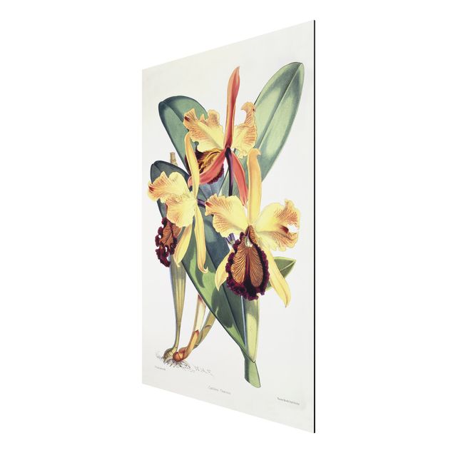 Konstutskrifter Walter Hood Fitch - Orchid