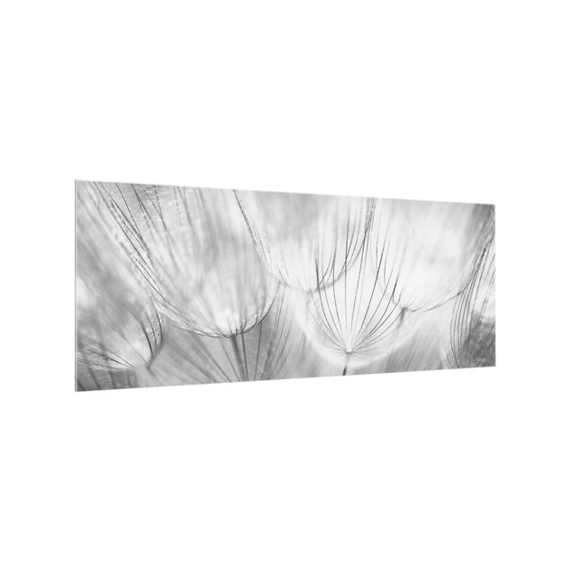glasskivor kök Dandelions Macro Shot In Black And White