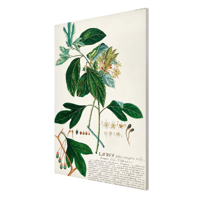 Tavlor kryddor Vintage Botanical Illustration Laurel