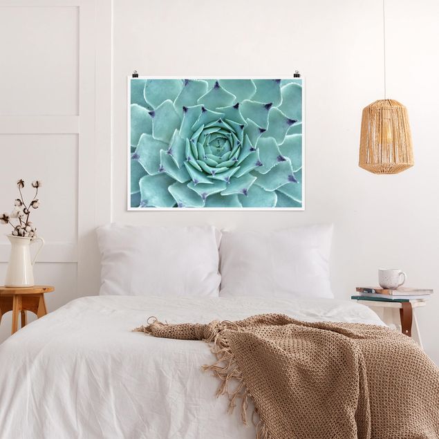 Posters blommor  Cactus Agave