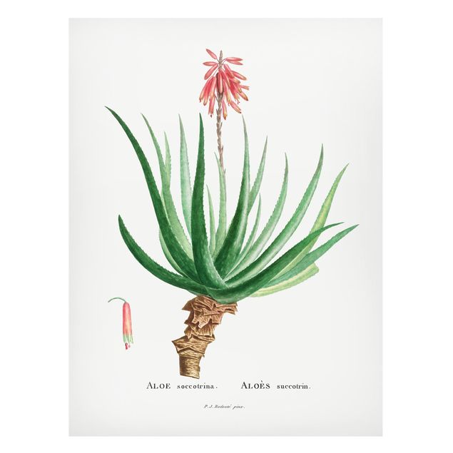 Magnettavla blommor  Botany Vintage Illustration Aloe Pink Blossom