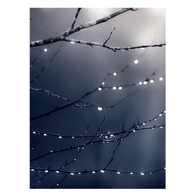 Tavlor träd Drops Of Light On A Branch Of A Birch Tree