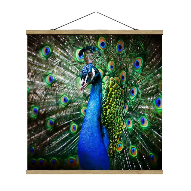 Tavlor djur Noble Peacock