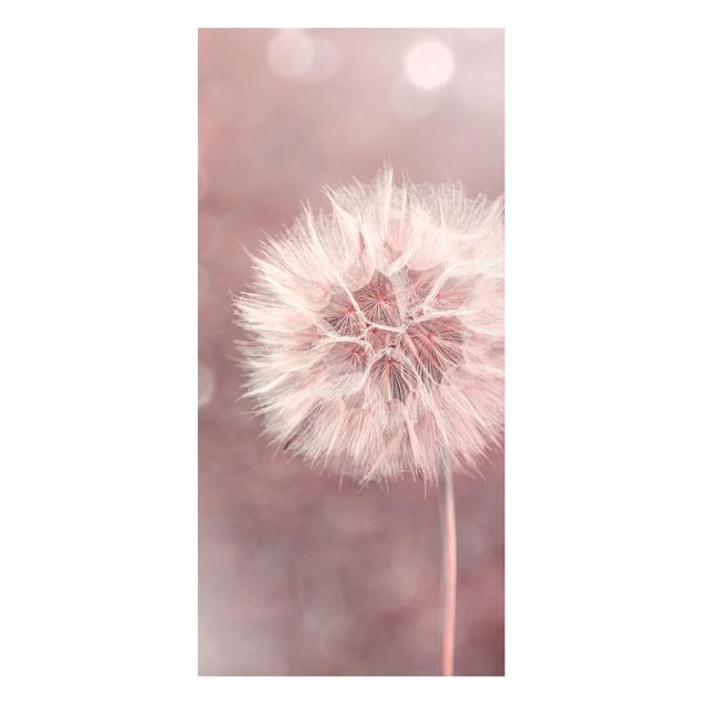 Magnettavla blommor  Dandelion Bokeh Light Pink