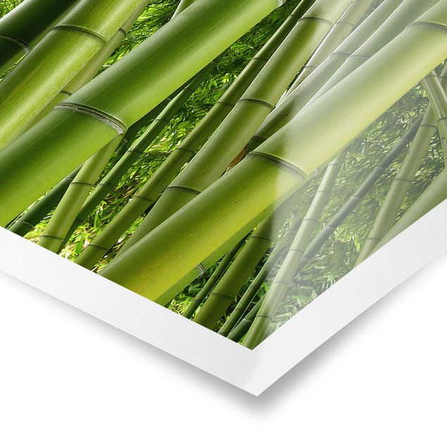 Posters landskap Bamboo Trees