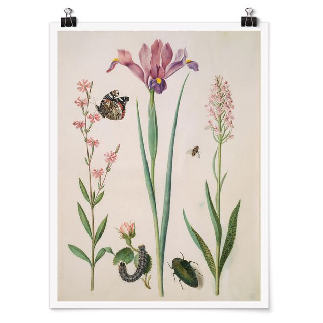 Posters blommor  Anna Maria Sibylla Merian - Rock Lychnis And Rose