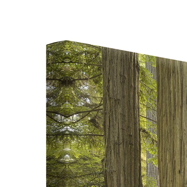 Tavlor grön Redwood State Park Forest View