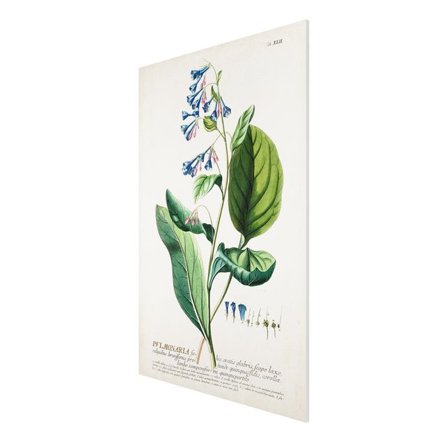 Tavlor blommor Vintage Botanical Illustration Lungwort