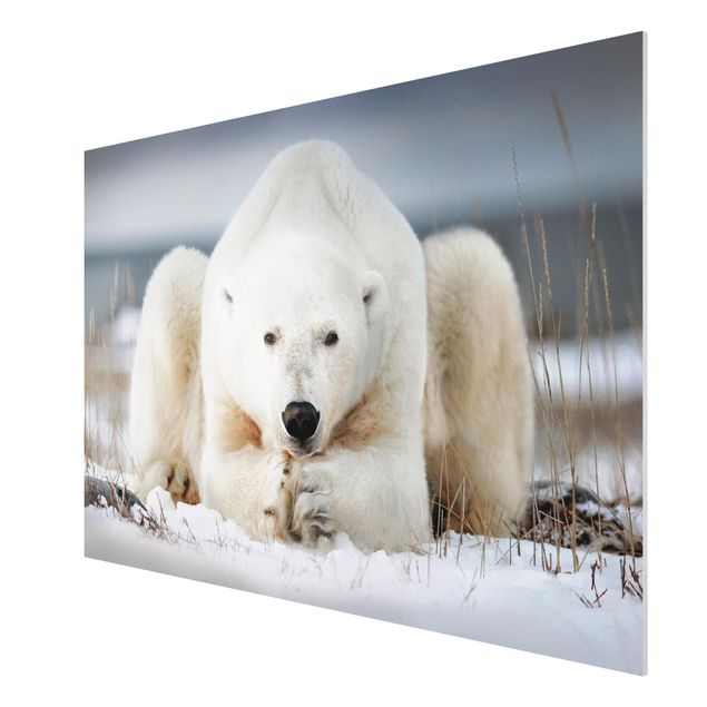 Tavlor modernt Contemplative Polar Bear