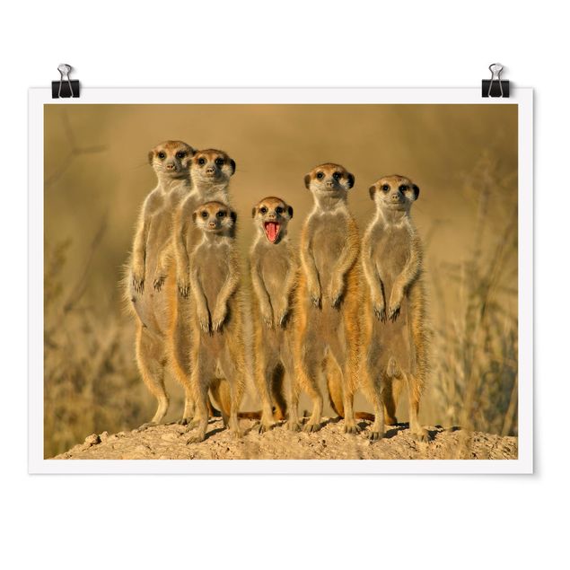 Tavlor Afrika Meerkat Family