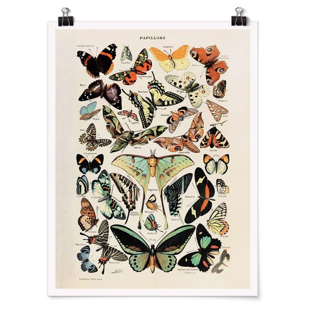 Posters djur Vintage Board Butterflies And Moths
