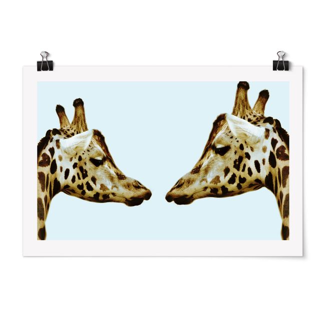 Tavlor Afrika Giraffes In Love