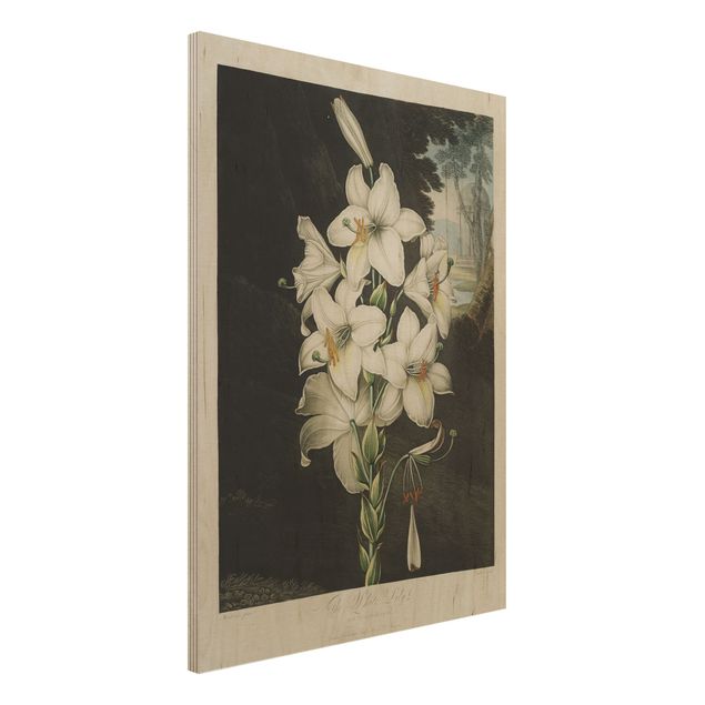 Kök dekoration Botany Vintage Illustration White Lily