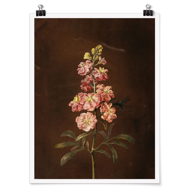 Posters blommor  Barbara Regina Dietzsch - A Light Pink Gillyflower