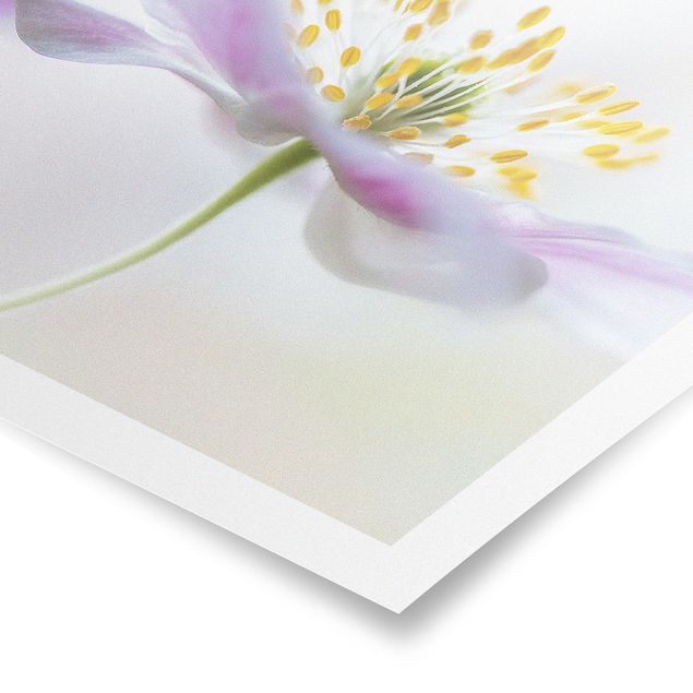 Tavlor blommor  Windflower In White