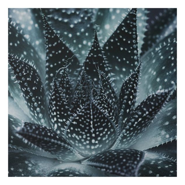 glasskiva kök Cactus Drizzled With Starlight At Night