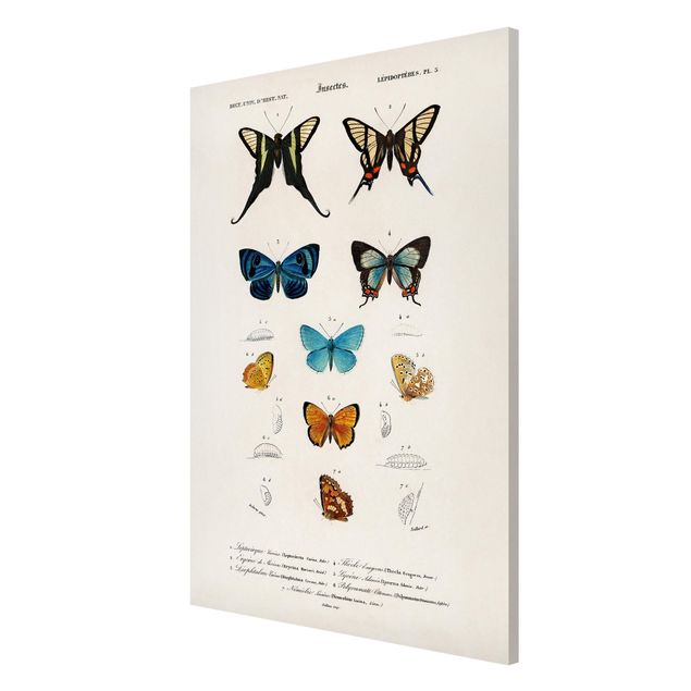Magnettavla djur Vintage Board Butterflies I
