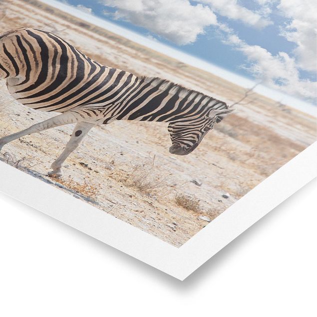 Posters landskap Zebra In The Savannah