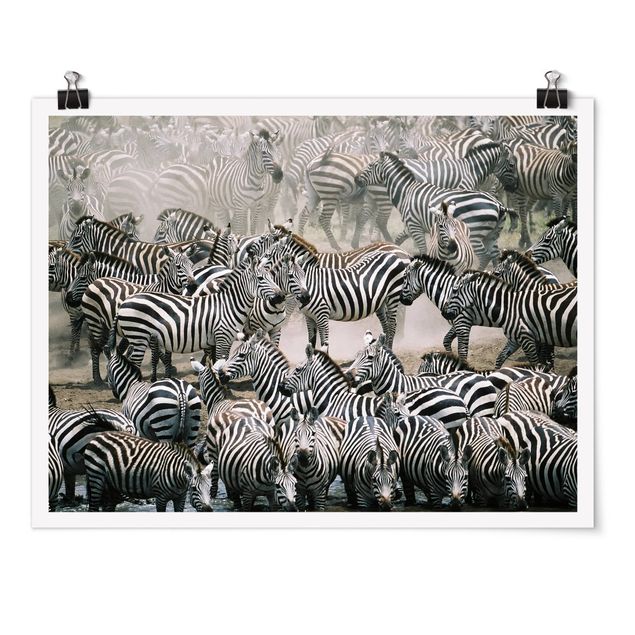 Posters djur Zebra Herd