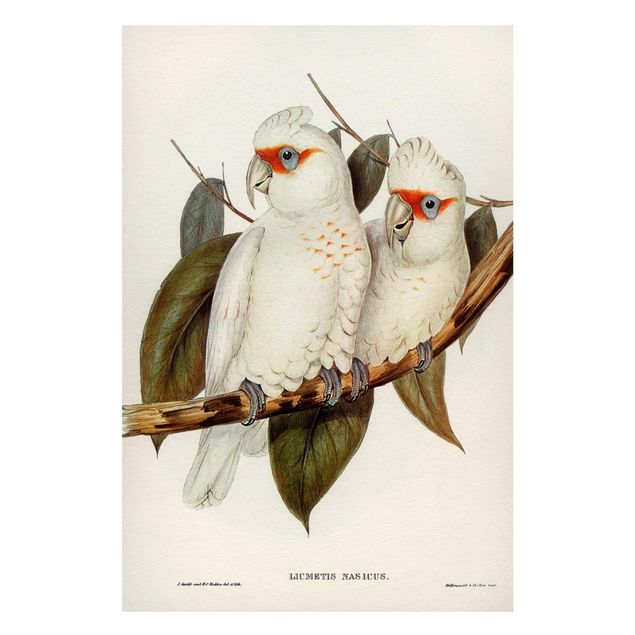 Magnettavla blommor  Vintage Illustration White Cockatoo