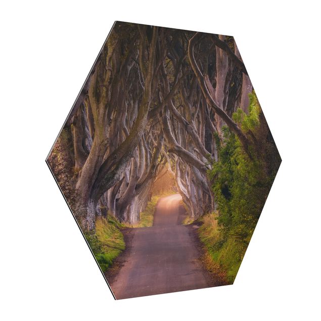 Tavlor 3D Tunnel Of Trees