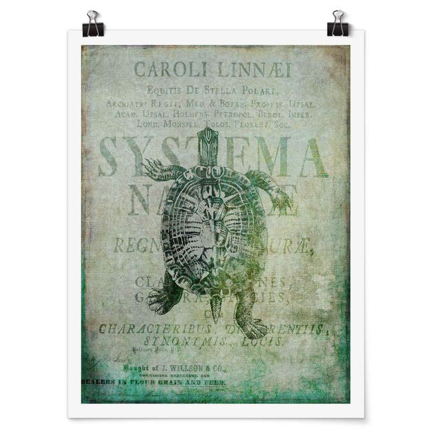 Posters konstutskrifter Vintage Collage - Antique Turtle