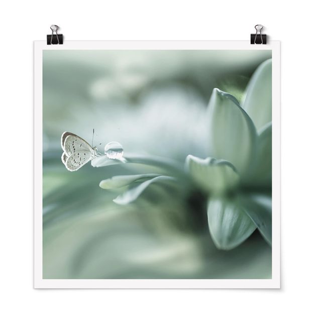Posters blommor  Butterfly And Dew Drops In Pastel Green