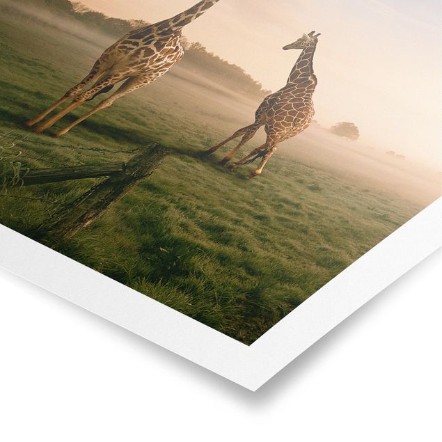 Tavlor landskap Surreal Giraffes