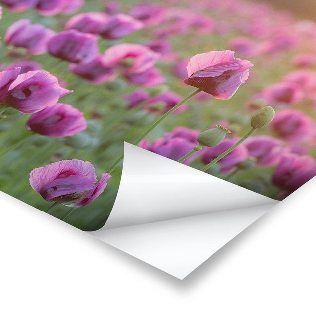 Tavlor Rainer Mirau Purple Poppy Flower Meadow In Spring