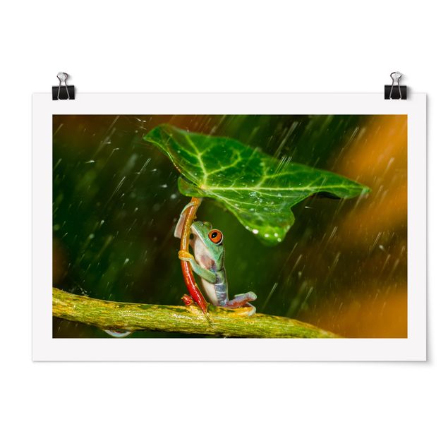 Tavlor blommor  Frog In The Rain