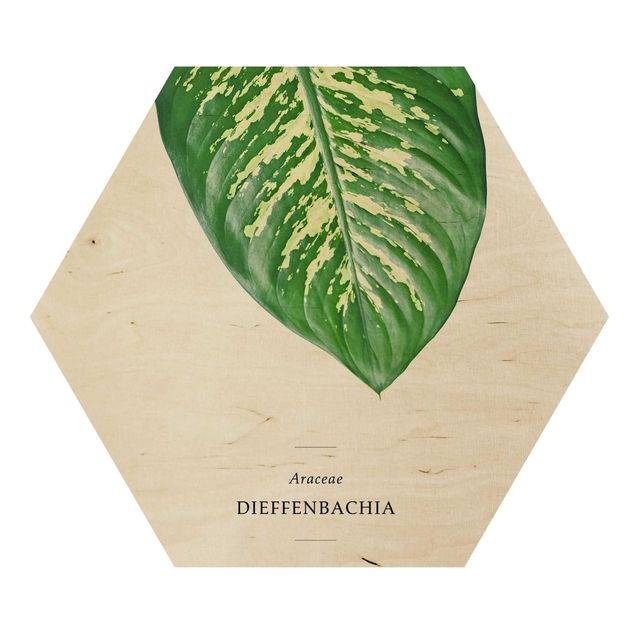 Hexagonala tavlor Tropical Leaf Dieffenbachia