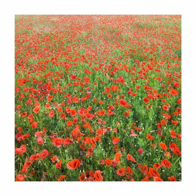 rödmatta Poppy Field
