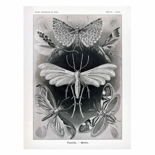 Tavlor fjärilar Vintage Board Moths And Butterflies