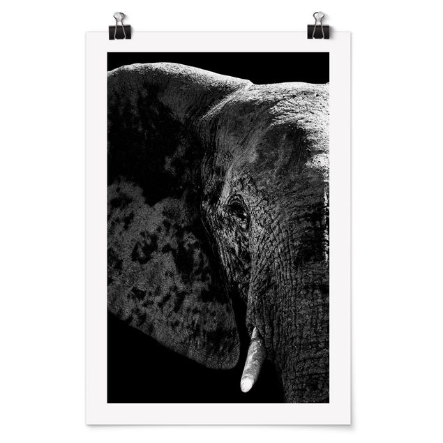 Posters djur African Elephant black and white
