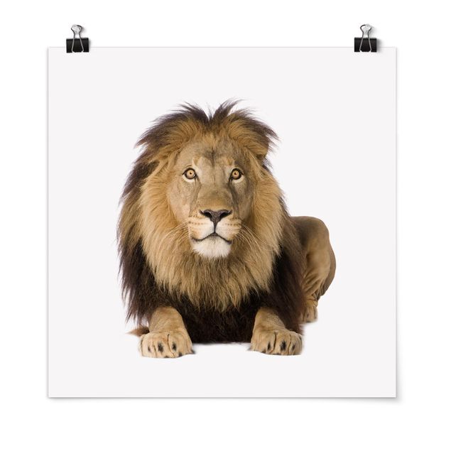 Posters djur King Lion ll