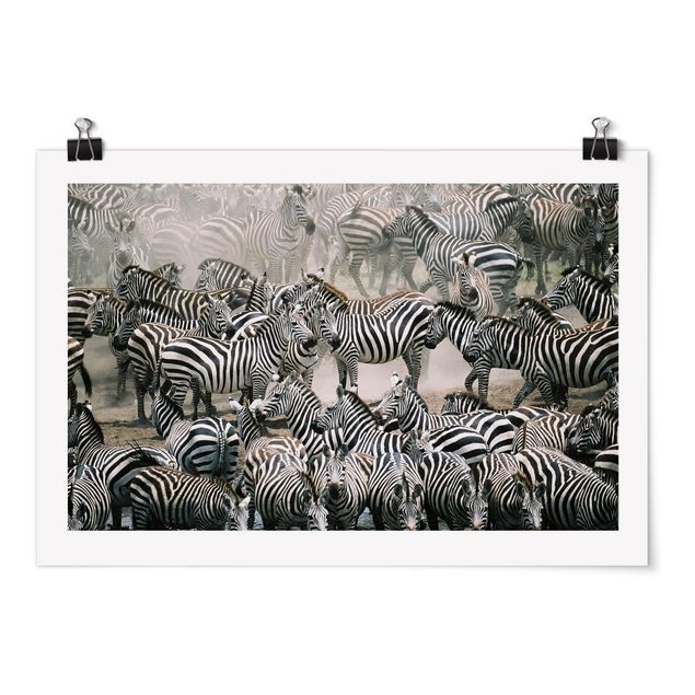 Posters djur Zebra Herd