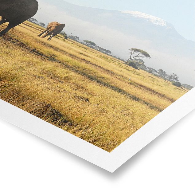 Posters landskap Elephants In Front Of The Kilimanjaro In Kenya