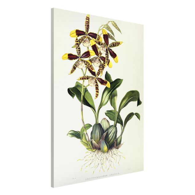 Tavlor orkidéer Maxim Gauci - Orchid II