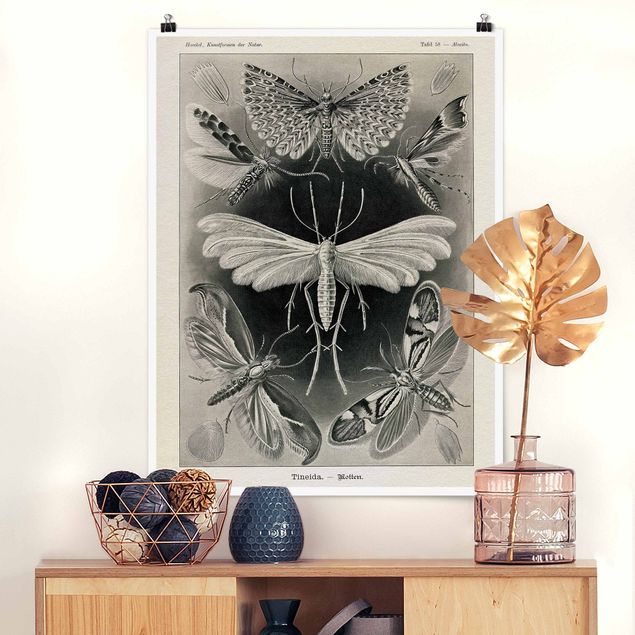 Kök dekoration Vintage Board Moths And Butterflies