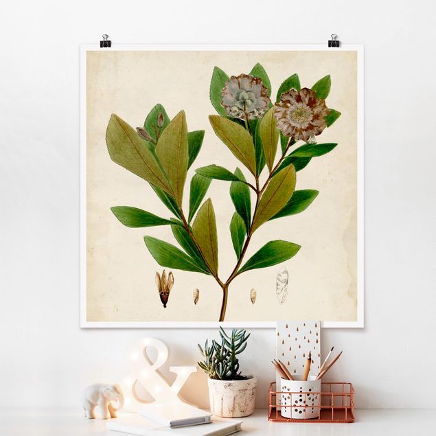 Posters blommor  Deciduous Poster V