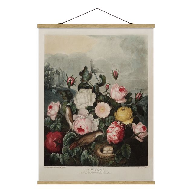 Tavlor kära Botany Vintage Illustration Of Roses