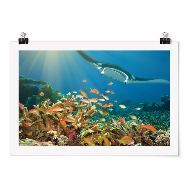 Posters landskap Coral reef