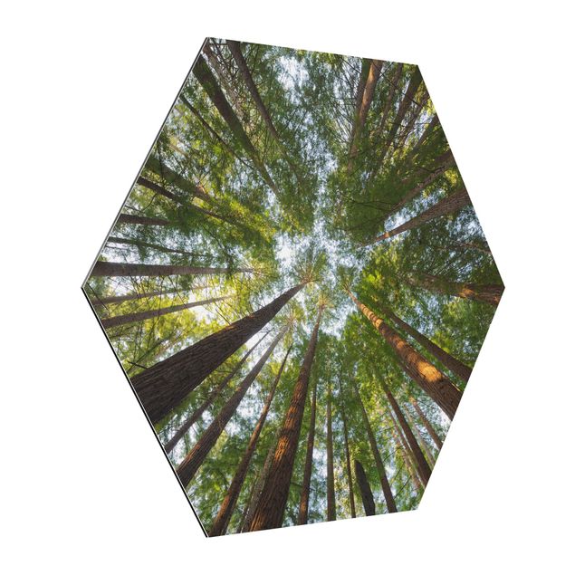 Tavlor 3D Sequoia Tree Tops