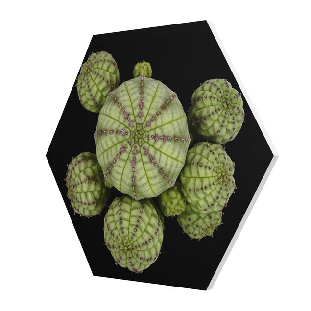 Tavlor Euphorbia - Spurge Urchins