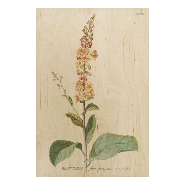 Trätavlor blommor  Vintage Botanical Illustration Mullein