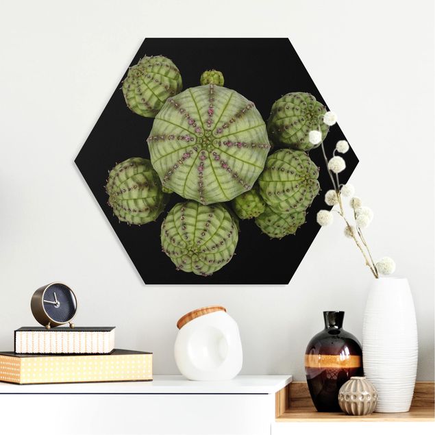 Kök dekoration Euphorbia - Spurge Urchins