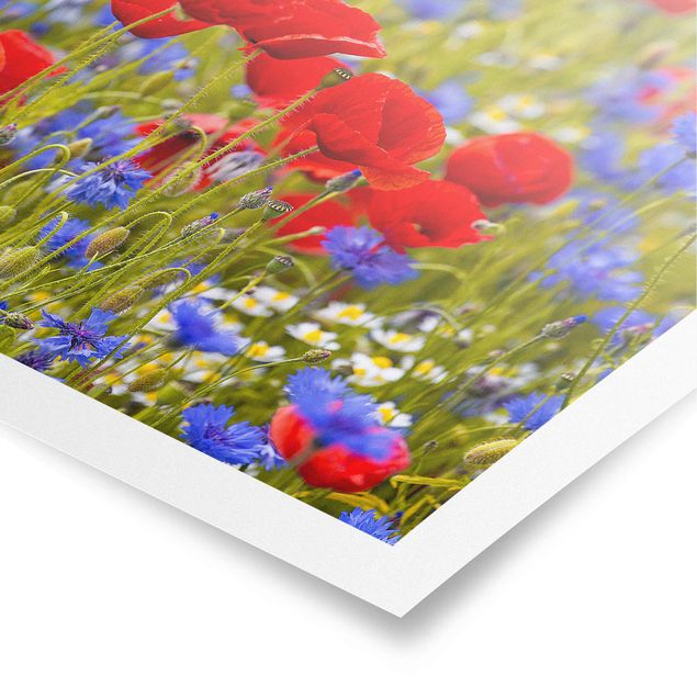 Posters konstutskrifter Summer Meadow With Poppies And Cornflowers