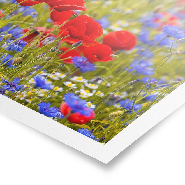 Posters konstutskrifter Summer Meadow With Poppies And Cornflowers
