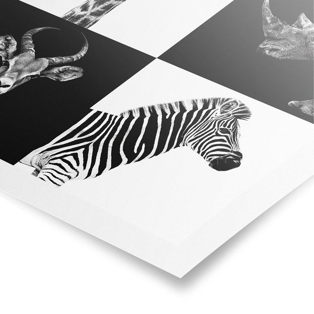 Posters svart och vitt Safari Quartet