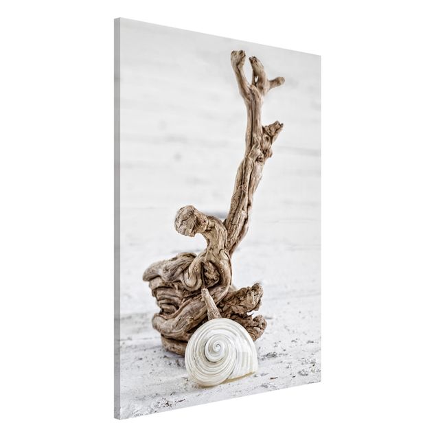 Kök dekoration White Snail Shell And Root Wood